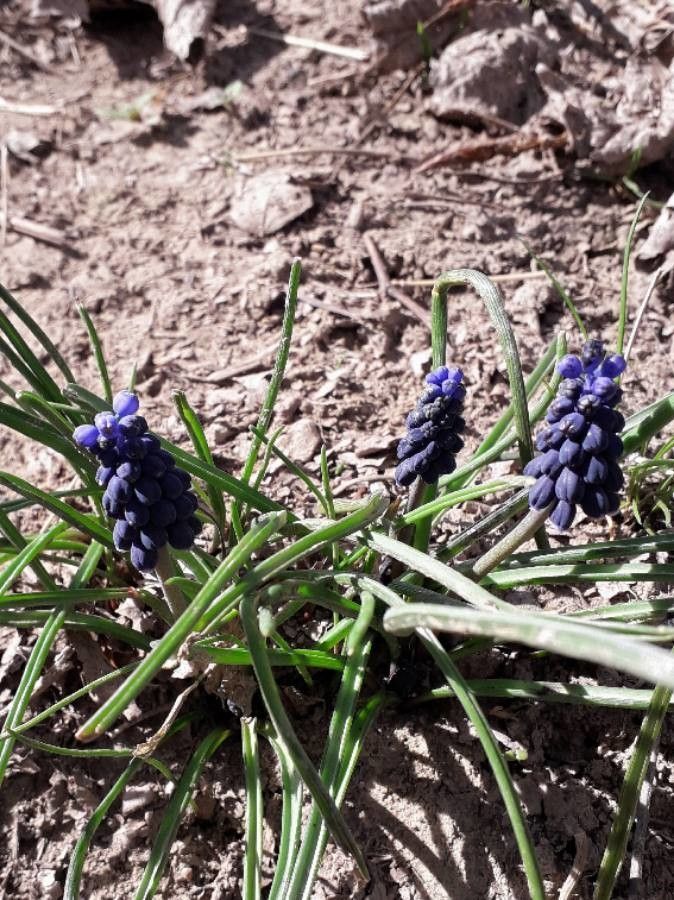 Muscari Snow On The Mountain
