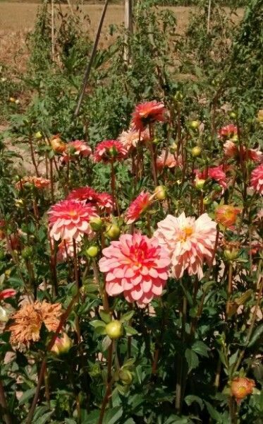 Dahlia, ( Ball )L