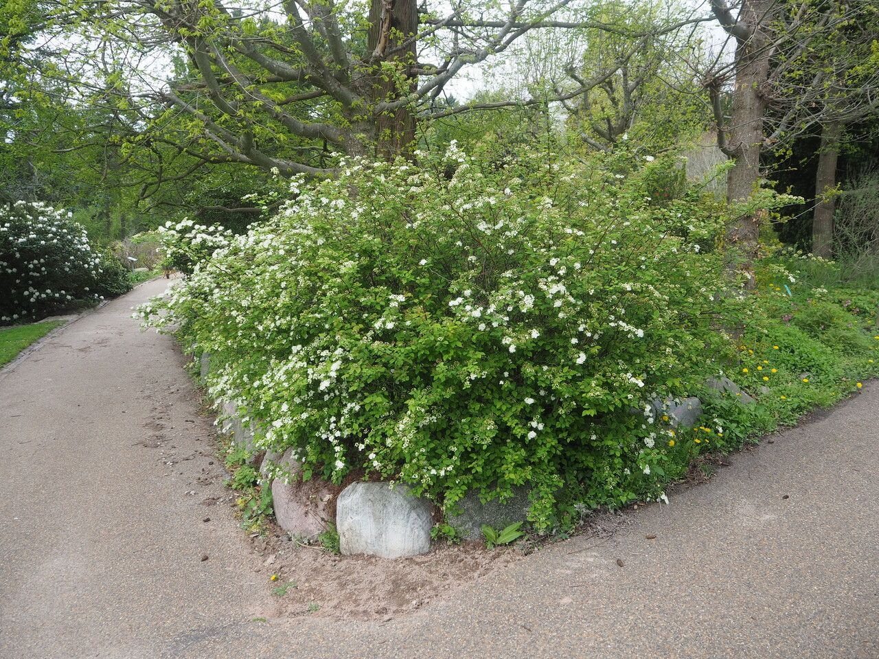 Papyrus Lion'S Head Spirea Japanese