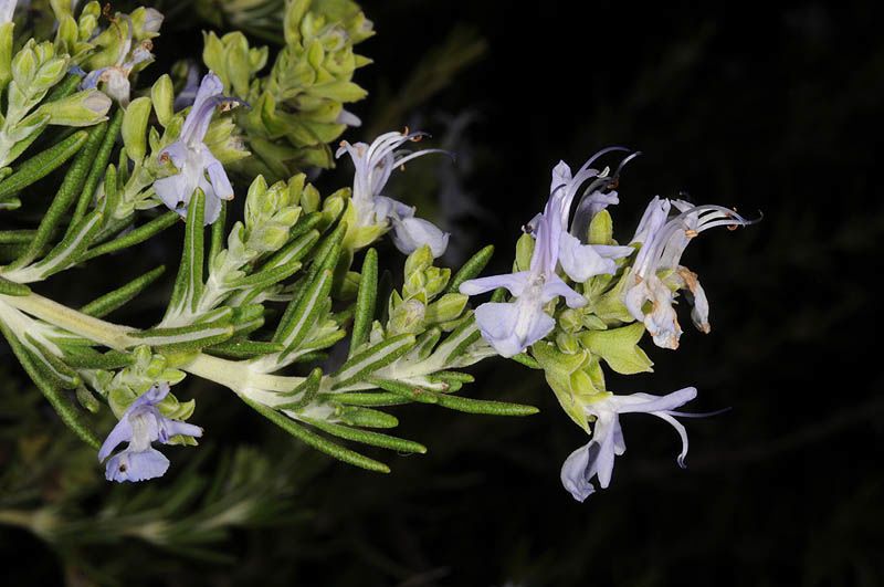 Rosemary Xanadu Leaves