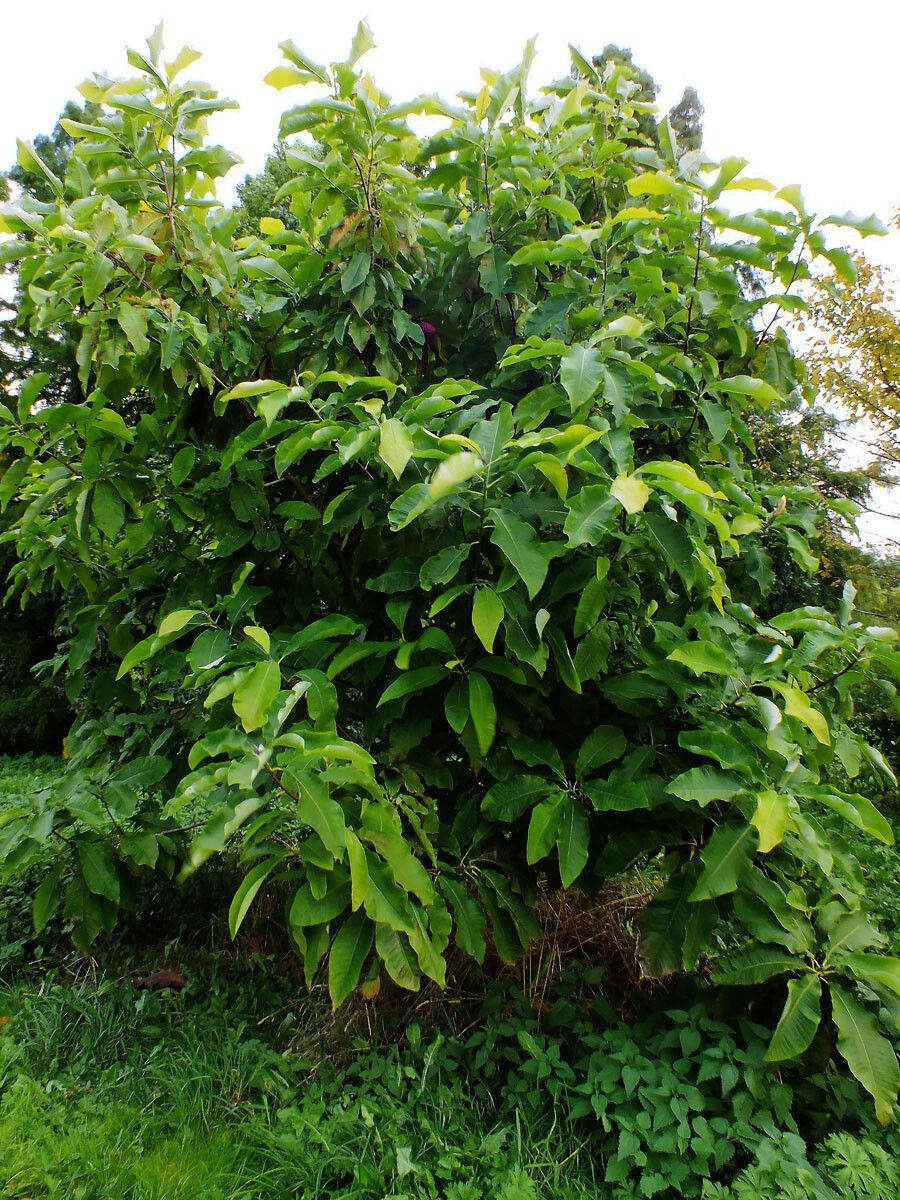 Greens Chilean Assorted Magnolia Foliage