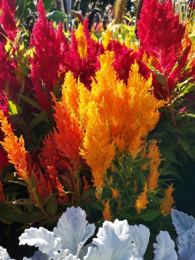 Celosia, Cockscomb, Plume, Spicata (Celosia) - Flower - Seasonal availability (5 months)
