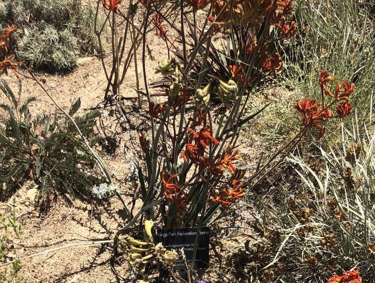 Kangaroo Paw