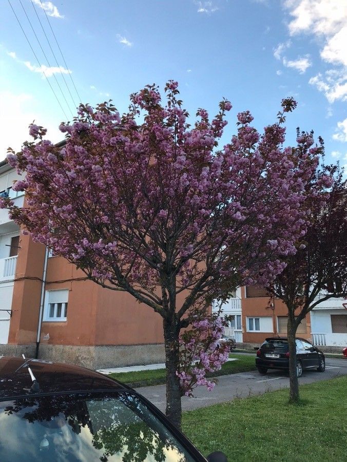 Blossom Cherry