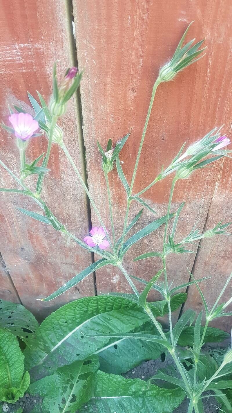 Nigella Snapdragons