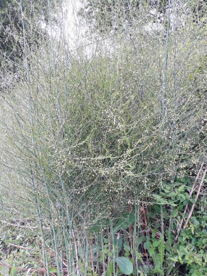 Ornathagalum Arabicum Long Springerii