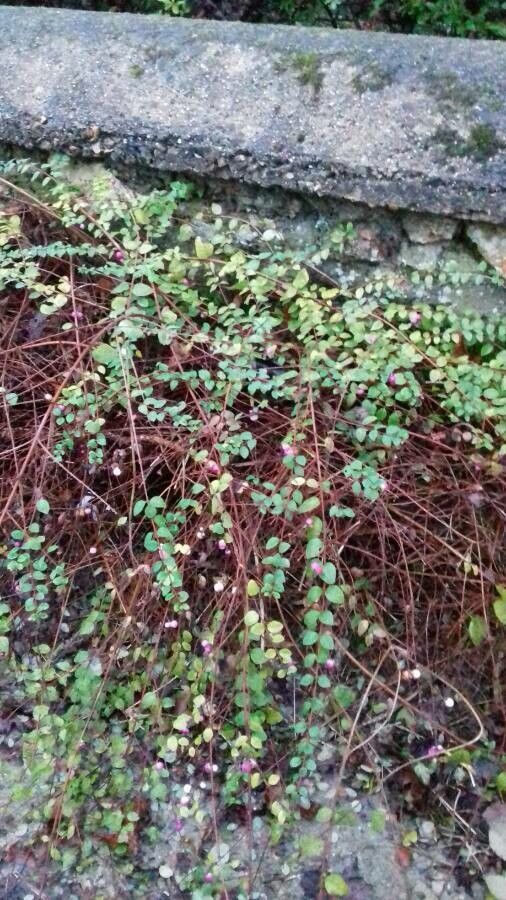 Olive Branches Snowberries
