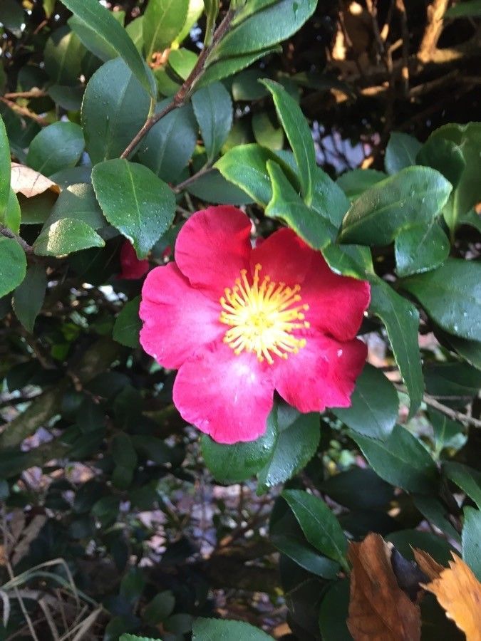 Camelia