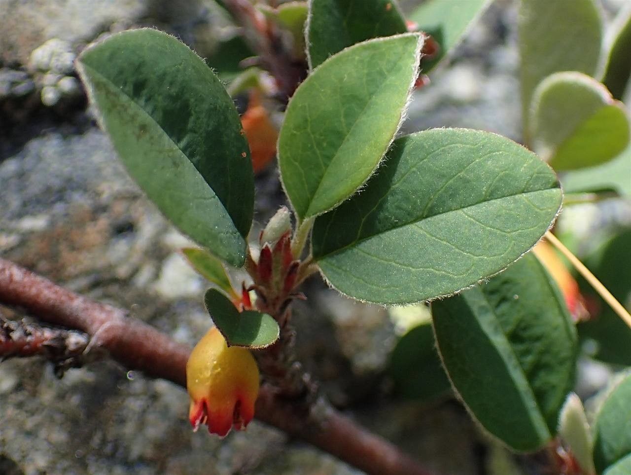 Cotoneaster