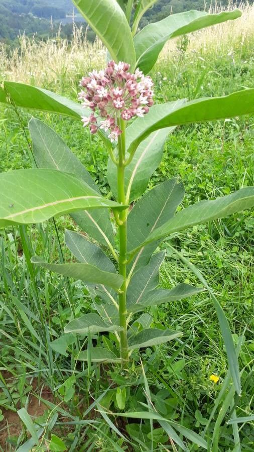 Asclepias Assorted Chinese Lanterns
