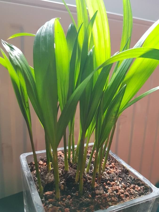Aspidistra Or Milky Way