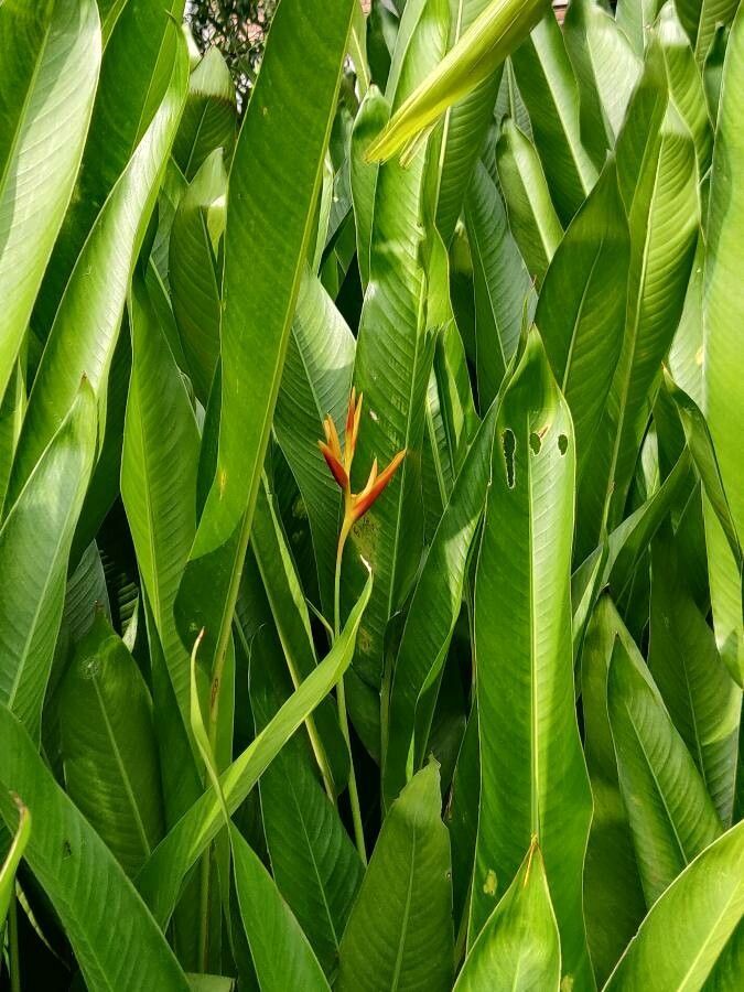 Heliconia Psittacorum Marigolds