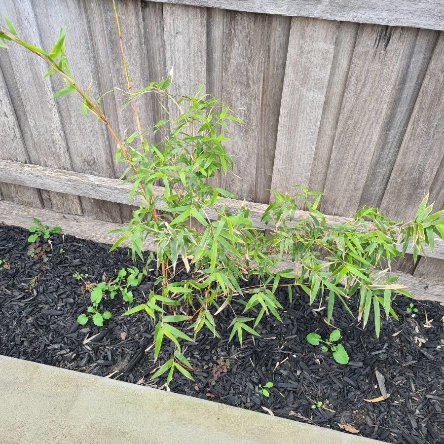 Bamboo - Lucky Long (5ft) Commodore