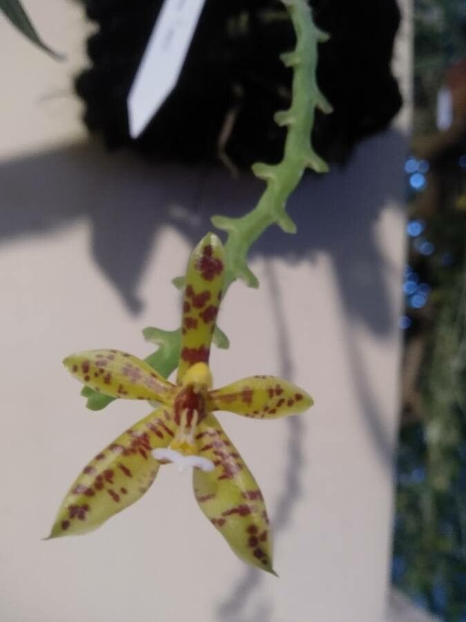 Phalaenopsis Orchid Cut