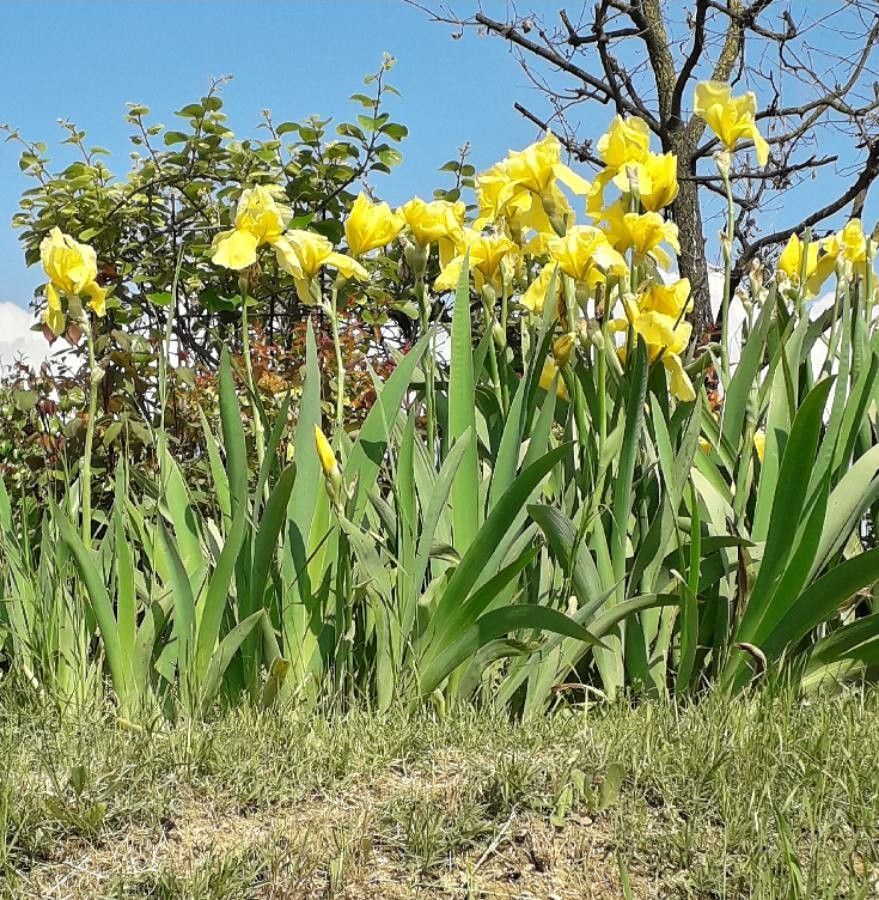 Iris Telestar