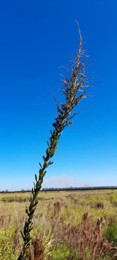 Ornathagalum Arabicum Long Solidago