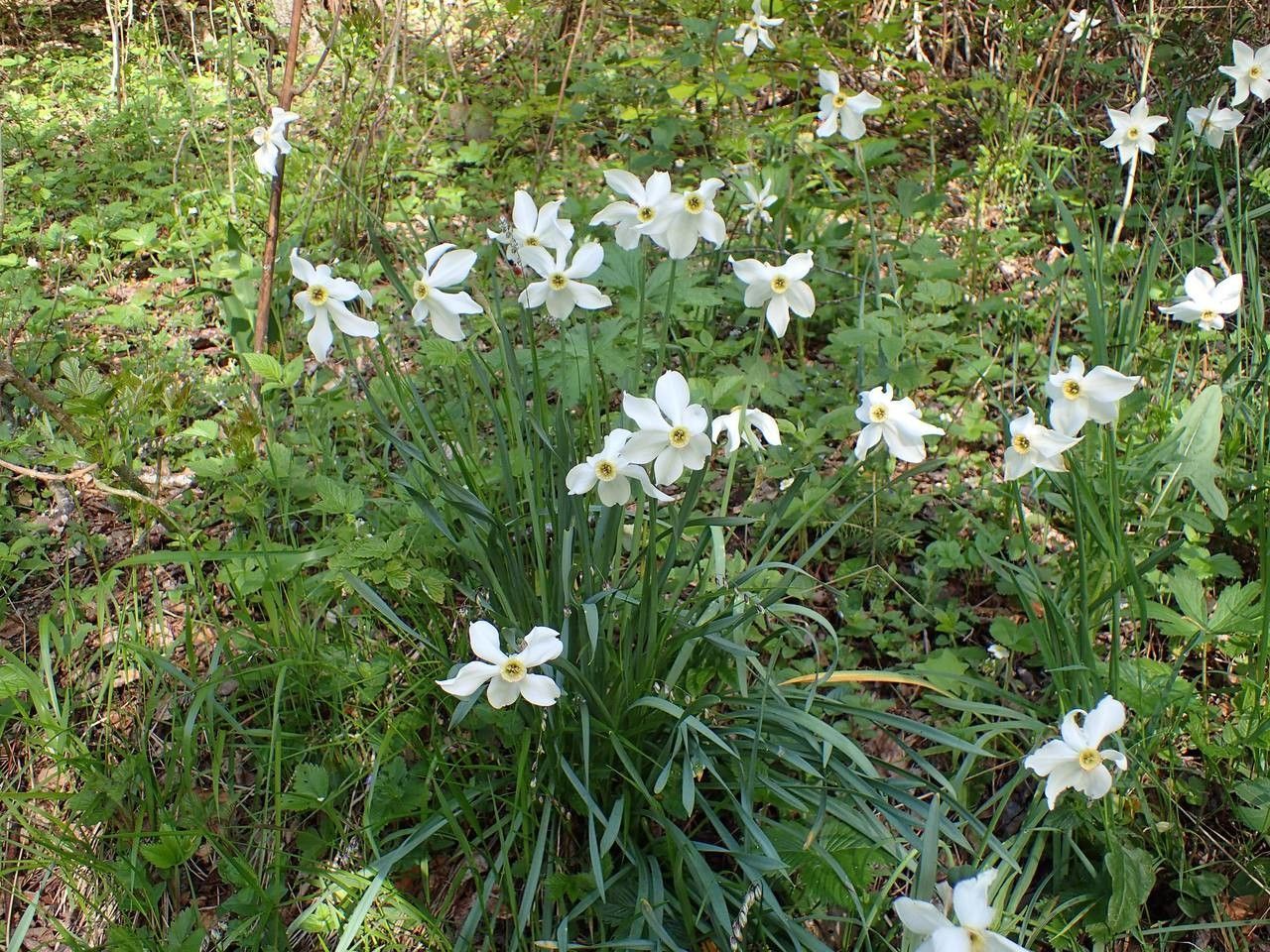 Berzillia Assorted Varieties Daffodils Assorted