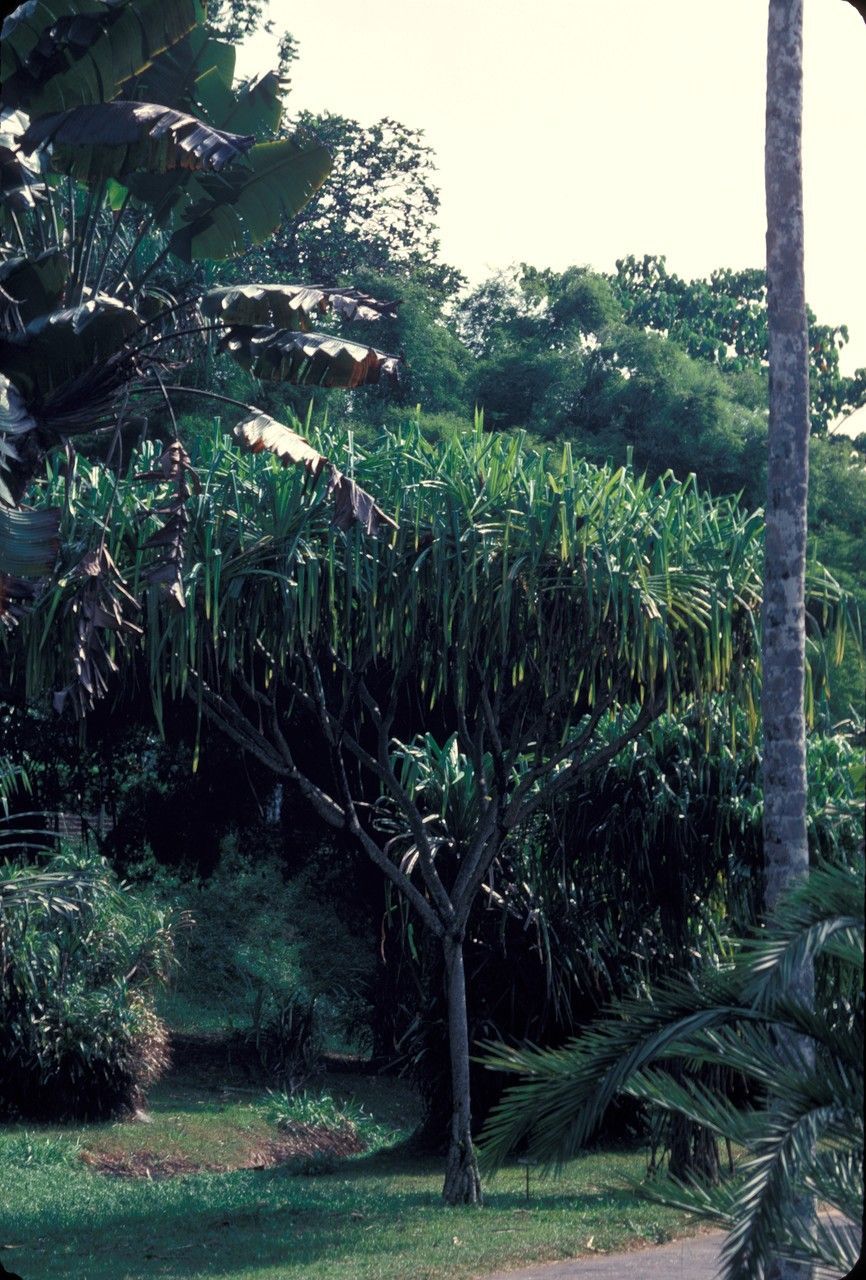 Hala Foliage