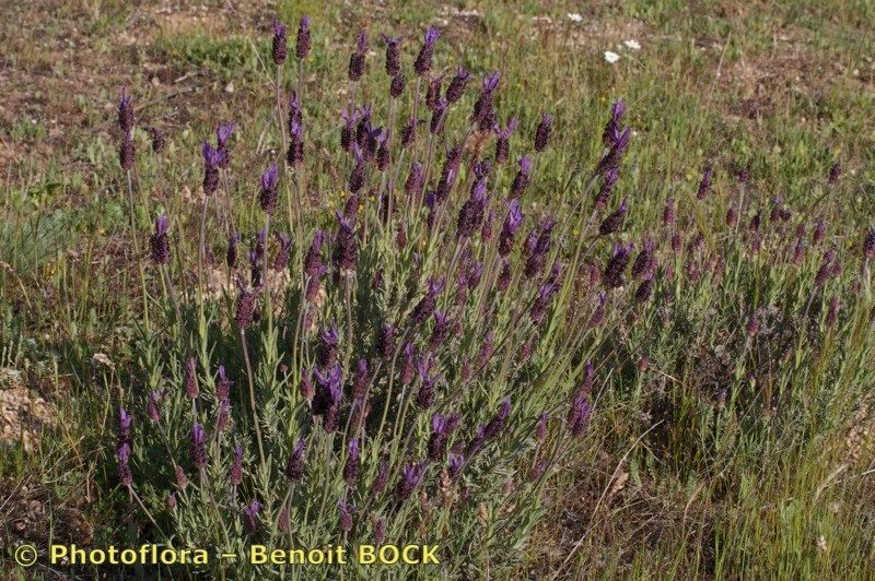 Fuji , Lavender, Lavender