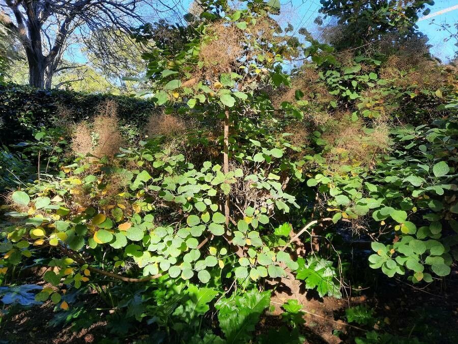 Cotinus Foliage Only