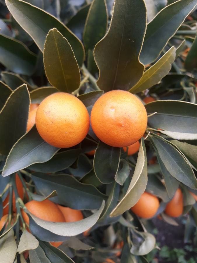 Fruting Kumquats Leather Leaf