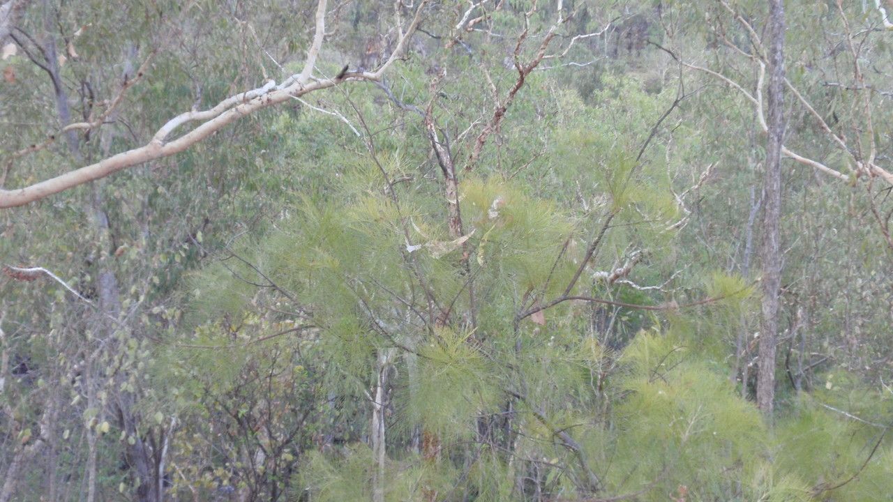 Grevillea Assorted Mint