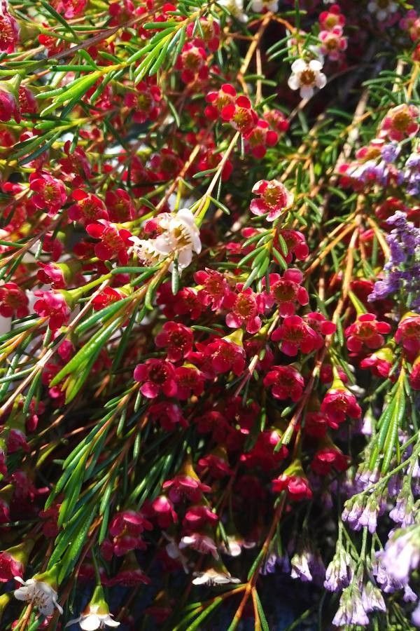 Rhamnus Wax Flower