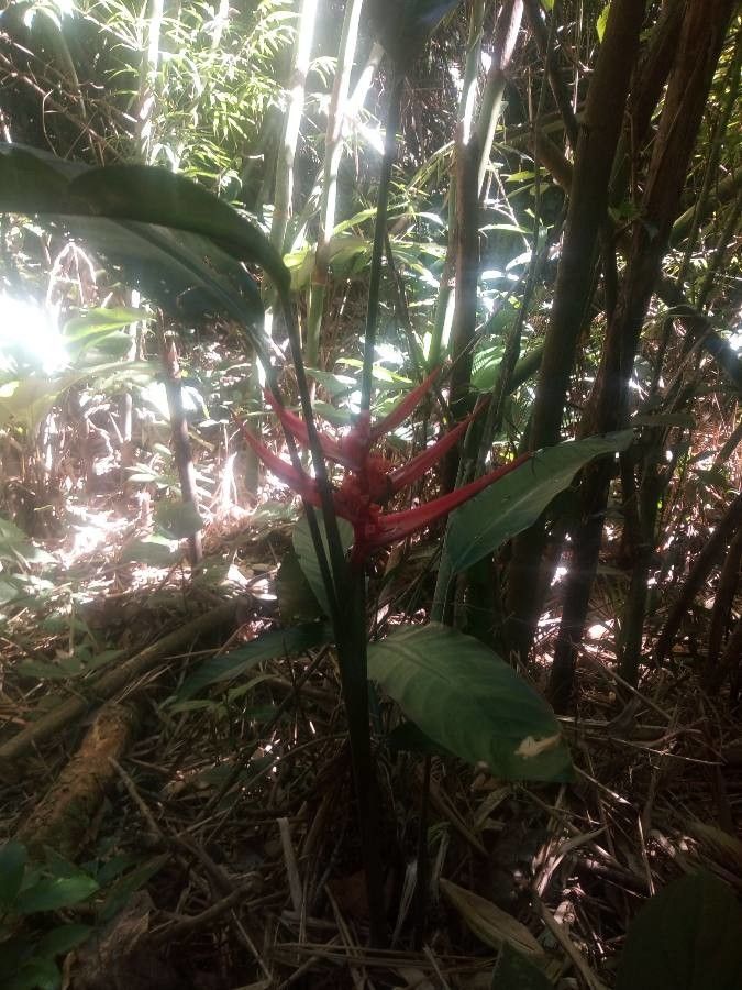 Heliconia Upright Monkshood