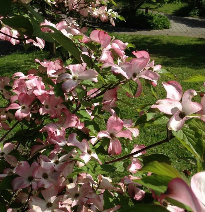 Blossom Dogwood