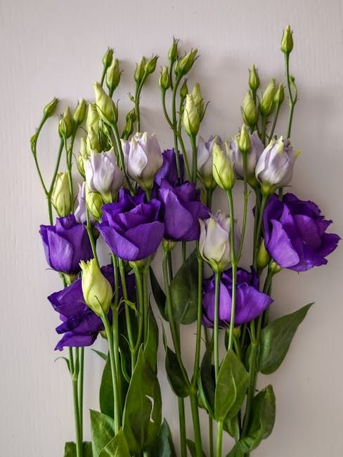 Lisianthus