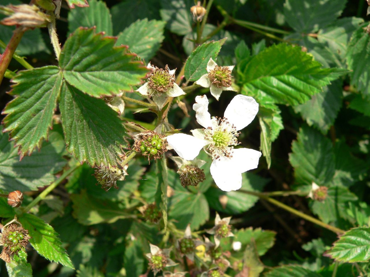Fruiting Blackberries Leather Cleopatra