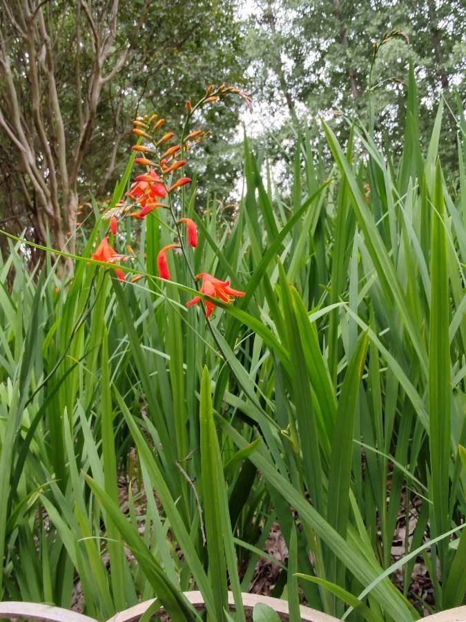 Crocosmia Pods