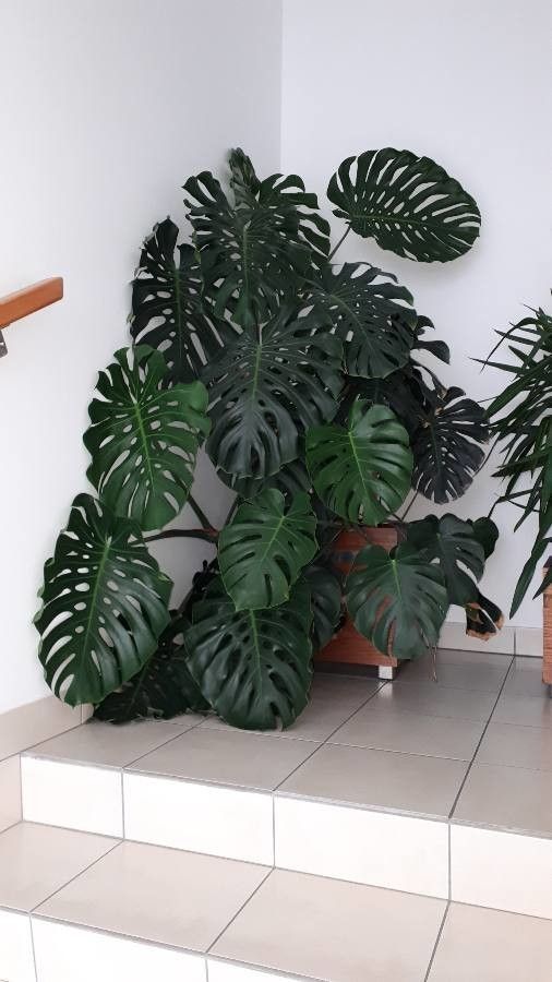Monstera