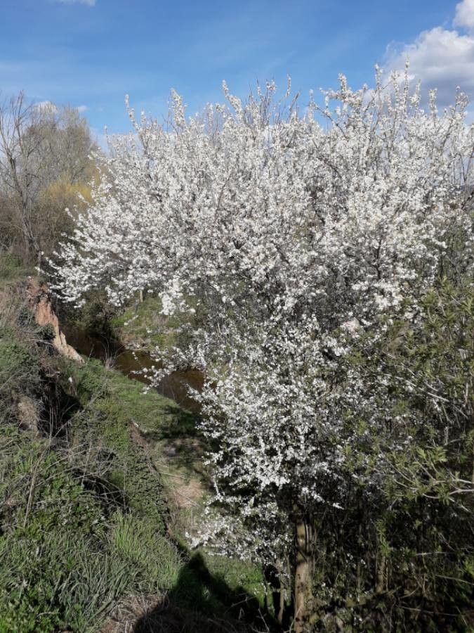 Prunus