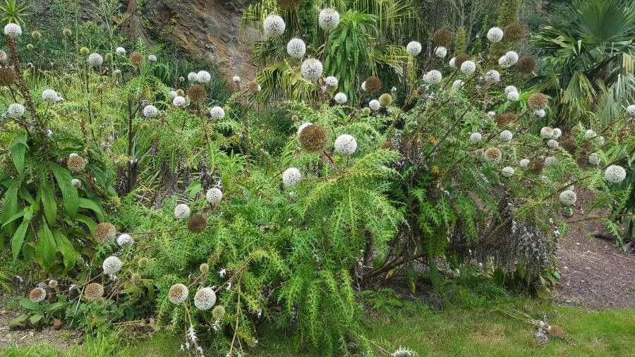 Echinops Hydrangeaj Umbo