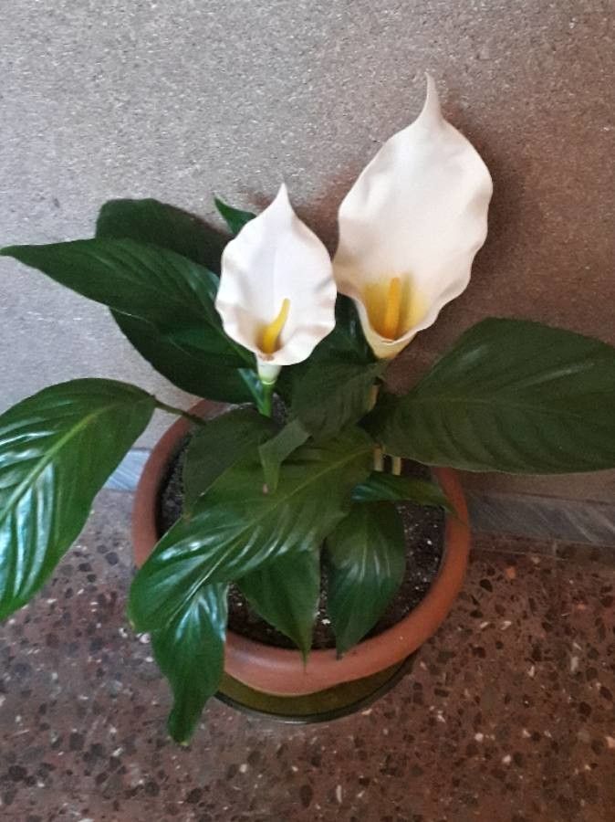 Calla Lily Assorted