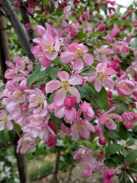 Fruiting Branches Crabapple Lamb'S Ears Stachys