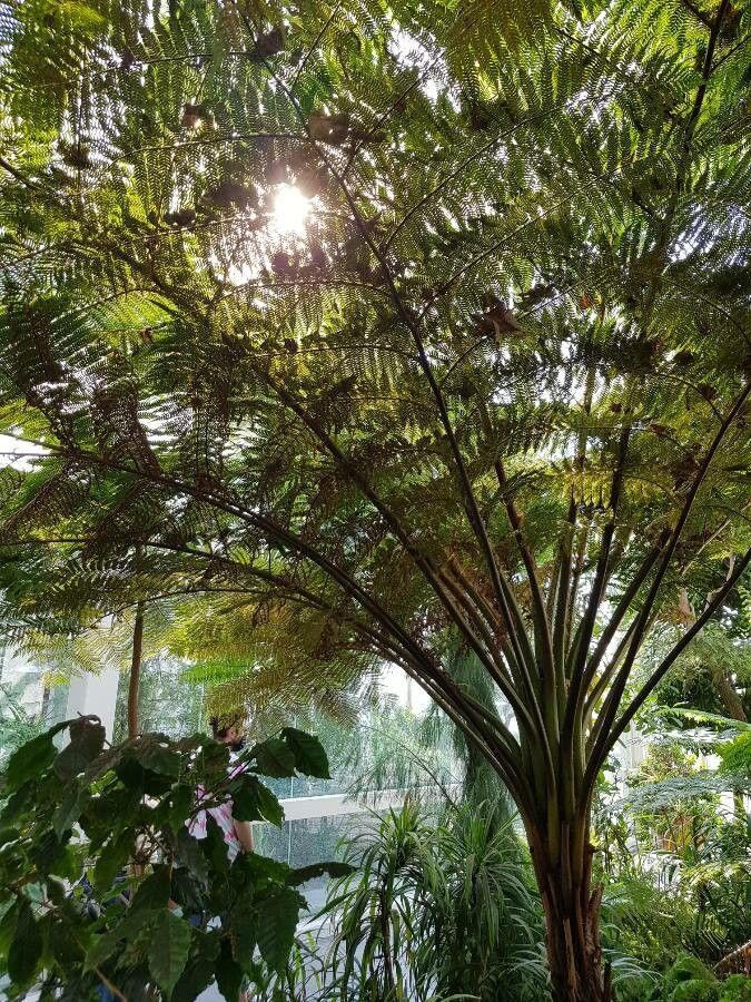 Plumosa Tree Fern