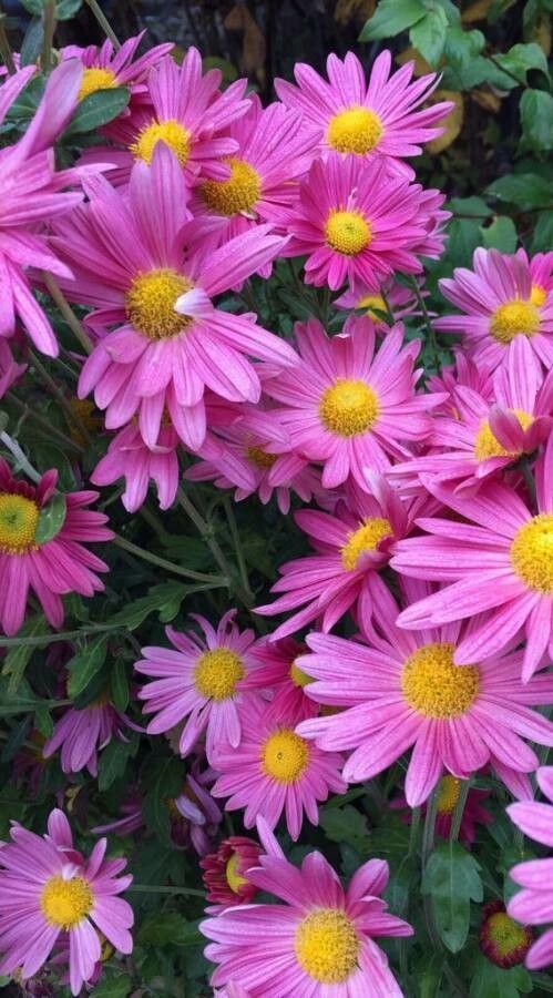 Aster Montecasino Cornflower Assorted