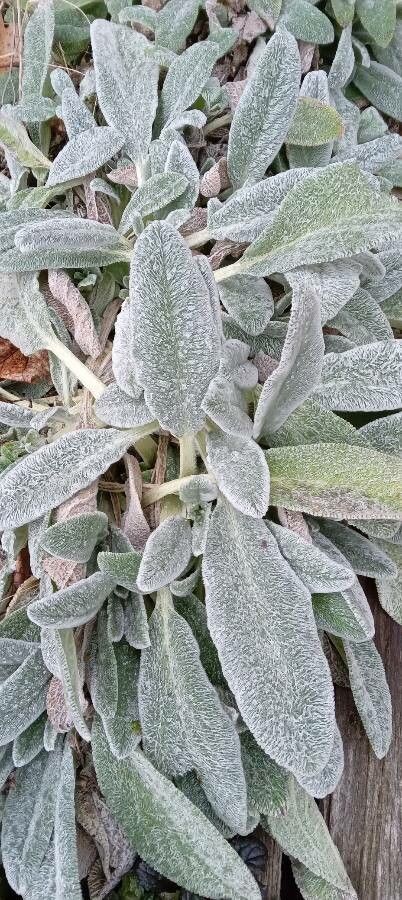 Flexigrass Lamb'S Ears Stachys