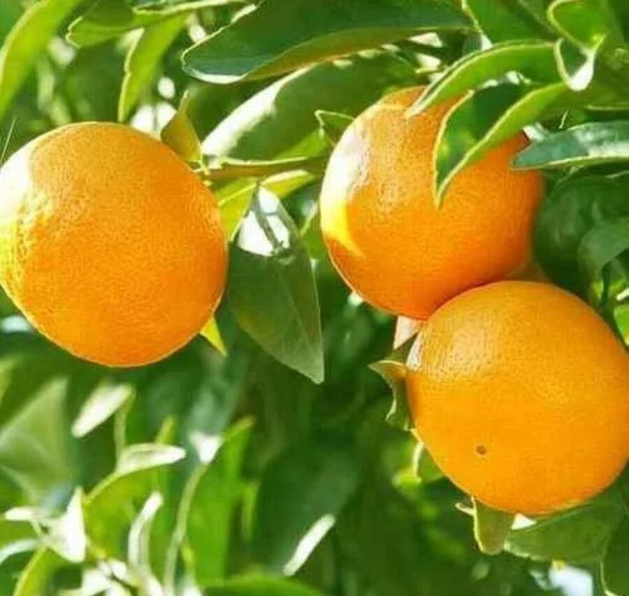 Genestra Lemon Leaf