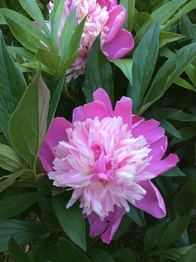 Peony