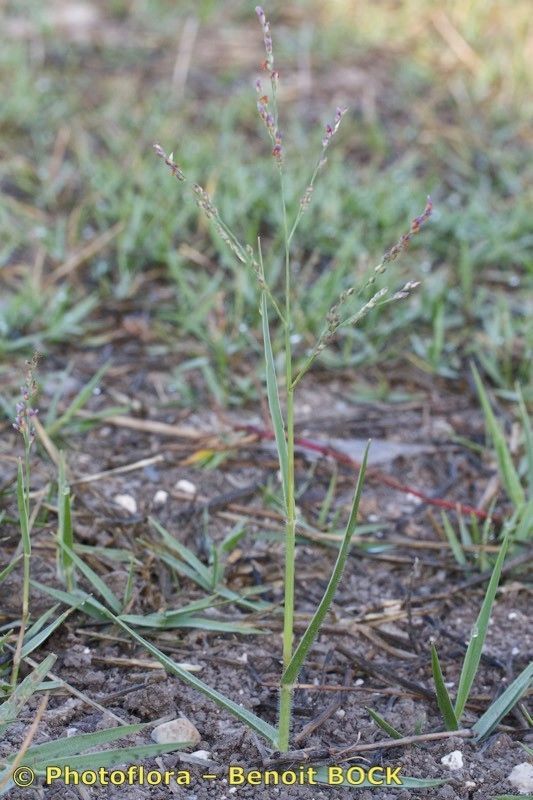 Hala Foliage Millet , Brown Bnch