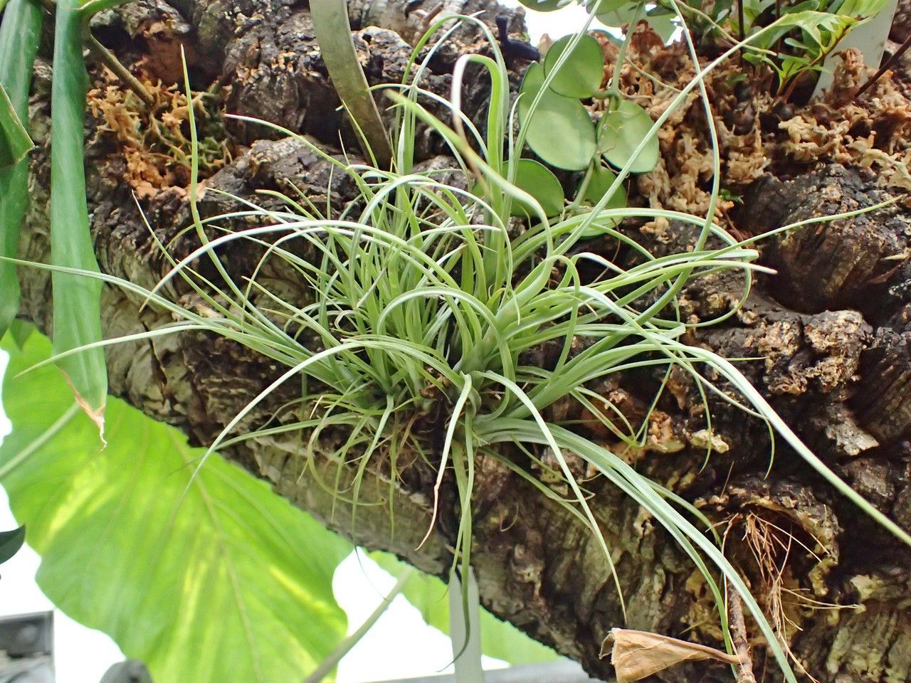 Airplants-Tillandsia Medium Branches Contorted Hazelnut