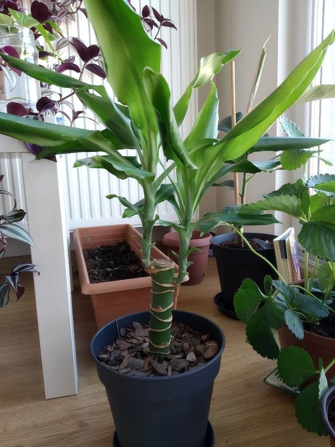 Ornathagalum Arabicum Long Song Of India Foliage