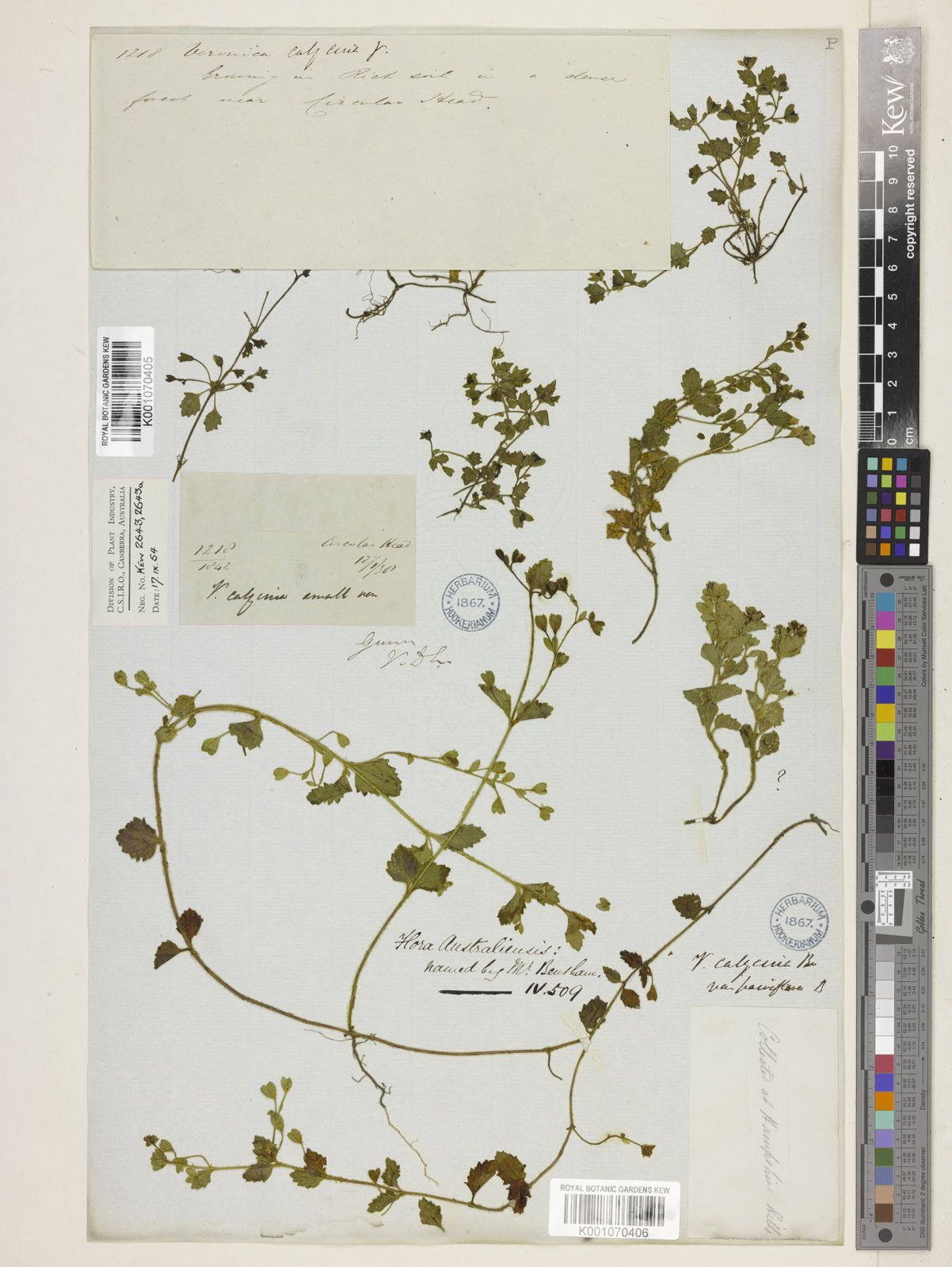 Calycina