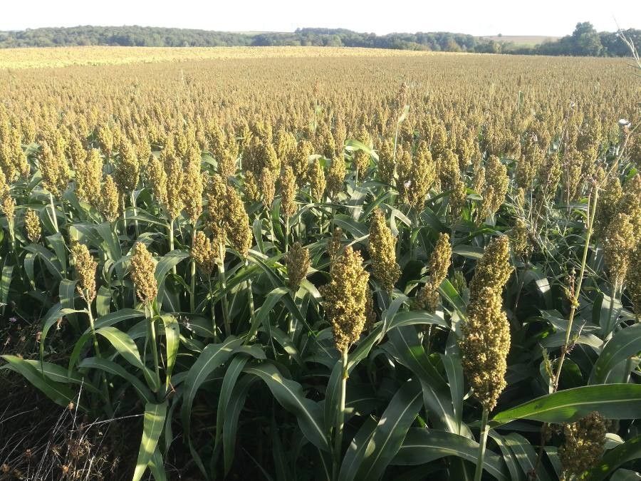 Oak Leaf Transparent (Treated) Sorghum Broom Corn