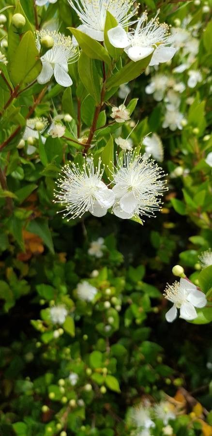 Myrtle