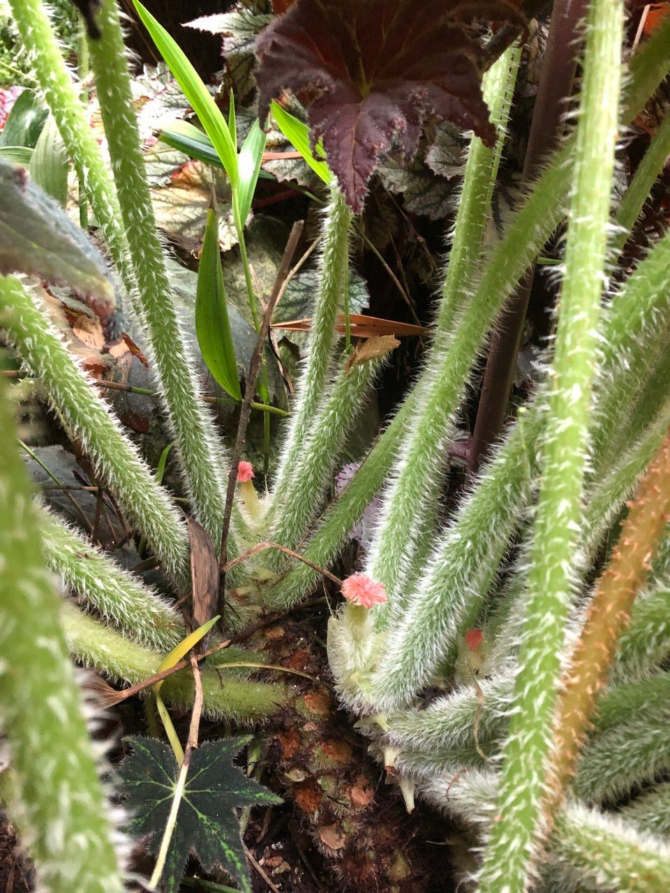 Begonia Iron Cross