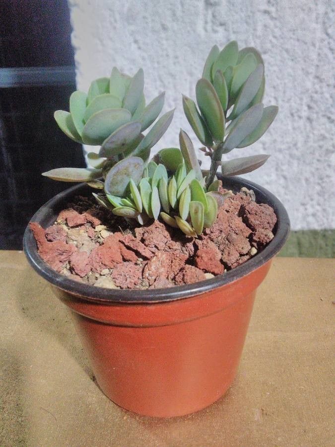 Kalanchoe